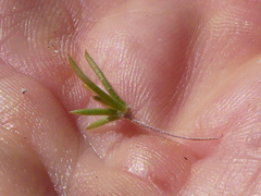 Aspalathus cliffortioides