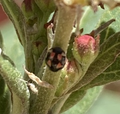 Hyperaspis festiva