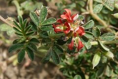 Indigofera linnaei