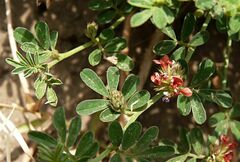 Indigofera linnaei