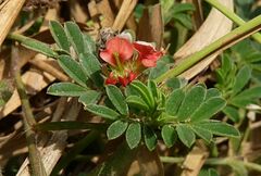 Indigofera linnaei
