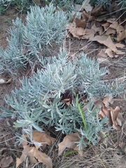 Lavandula dentata