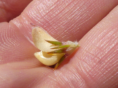 Aspalathus cliffortioides