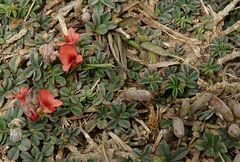 Indigofera linnaei