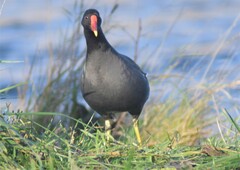 Gallinula chloropus
