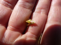 Aspalathus cliffortioides