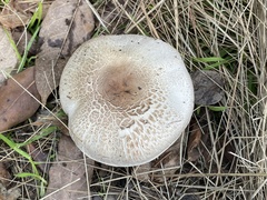 Agaricus californicus