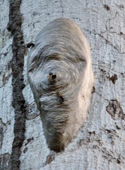 Metapolybia