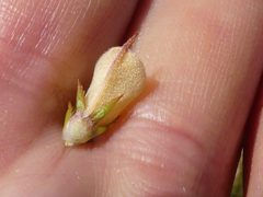 Aspalathus cliffortioides