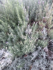 Lavandula dentata