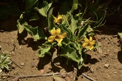 Viola maculata