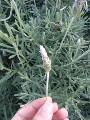 Lavandula dentata