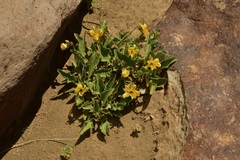 Viola maculata