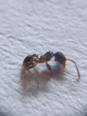 Pheidole sykesii