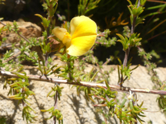 Aspalathus cliffortioides