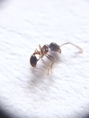 Pheidole sykesii