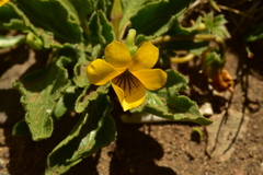 Viola maculata