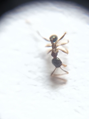 Pheidole sykesii