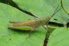 Tagasta