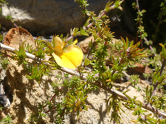 Aspalathus cliffortioides