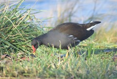 Gallinula chloropus