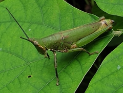Tagasta