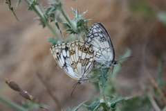 Melanargia