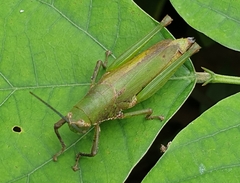 Tagasta