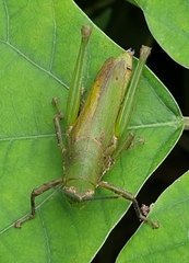 Tagasta