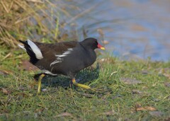 Gallinula chloropus