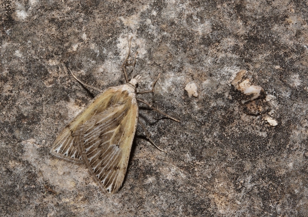 Myinodes shohami