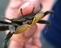 Macrophthalmus banzai