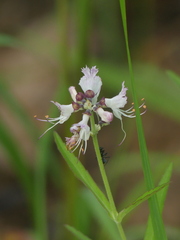 Ocimum obovatum
