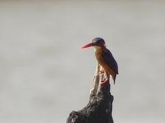 Corythornis cristatus