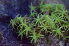 Tortella