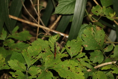 Heliconius hecale zuleika