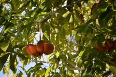 Sterculia