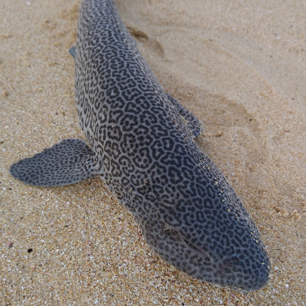 Leopard Catshark (Poroderma pantherinum)