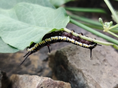 Danaus