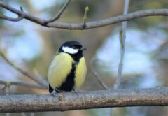 Parus major