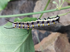 Danaus
