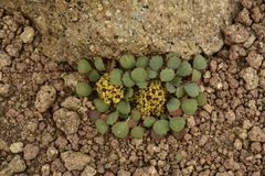 Pozoa coriacea