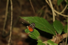 Heliconius hecale zuleika