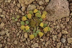 Pozoa coriacea