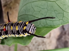 Danaus
