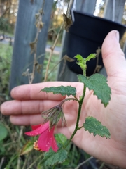 Hibiscus poeppigii