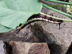 Danaus