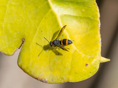 Ancistrocerus haematodes