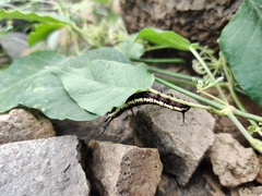Danaus