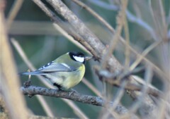 Parus major
